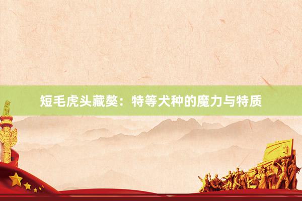 短毛虎头藏獒：特等犬种的魔力与特质